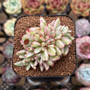 Echeveria Agavoides 'Elkhorn' Variegated Crested 2" Succulent Plant Cutting