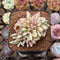 Echeveria Agavoides 'Elkhorn' Variegated Crested 2" Succulent Plant Cutting