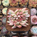 Echeveria Agavoides 'Elkhorn' Variegated Crested 2" Succulent Plant Cutting