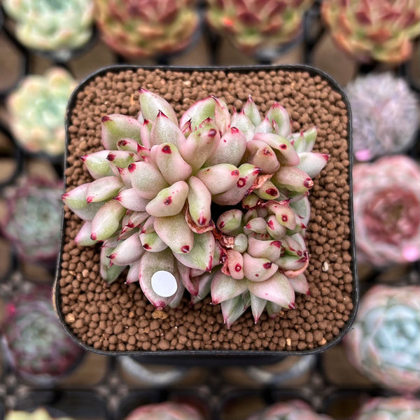 Echeveria Agavoides 'Elkhorn' Variegated Crested 2" Succulent Plant Cutting