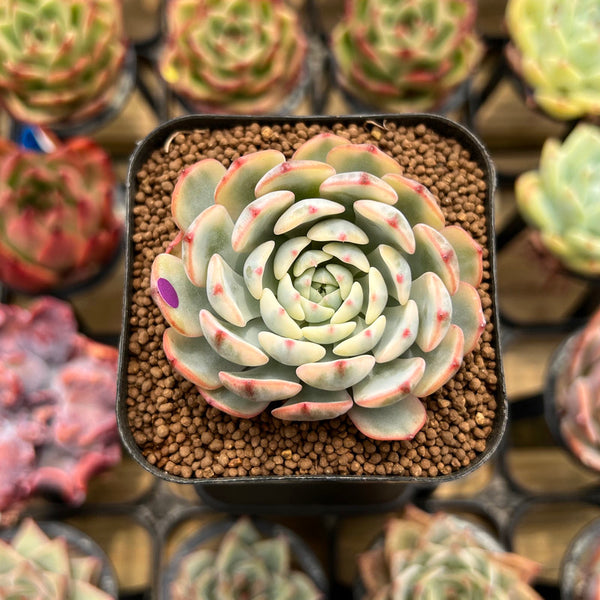 Echeveria 'Minima' Variegated 2" Succulent Plant Cutting