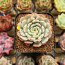 Echeveria 'Minima' Variegated 2" Succulent Plant Cutting