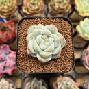 Echeveria 'Pink Diamond' 1" Succulent Plant Cutting