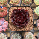 Echeveria 'Black Tan' 2" Succulent Plant Cutting