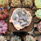 Echeveria 'Cubic Frost' Variegated 2" Succulent Plant Cutting