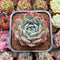 Echeveria 'Secret' New Hybrid 2" Succulent Plant Cutting