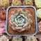 Echeveria 'Secret' New Hybrid 2" Succulent Plant Cutting