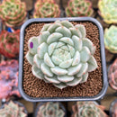 Echeveria 'Tippy' Variegated 2"-3" Succulent Plant Cutting