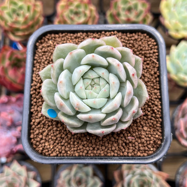 Echeveria 'Tippy' Variegated 2"-3" Succulent Plant Cutting