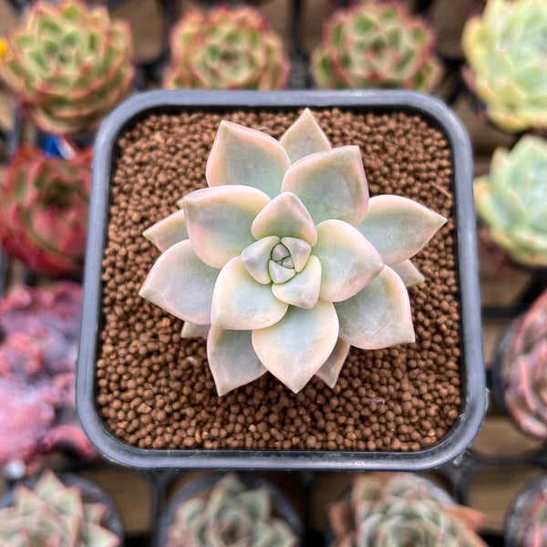 Graptopetalum 'Paraguayense' Variegated 2" Succulent Plant