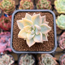 Graptopetalum 'Paraguayense' Variegated 2" Succulent Plant