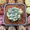 Pachyveria 'Walth' Variegated 2" Succulent Plant Cutting