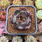 Echeveria 'Moila' 2" New Hybrid Succulent Plant Cutting