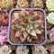 Echeveria 'Leopard' Silver Variegated 2"-3" Succulent Plant Cutting