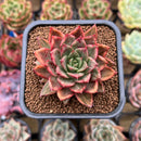 Echeveria 'Leopard' Silver Variegated 2"-3" Succulent Plant Cutting