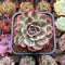 Echeveria Agavoides 'Indigo Ebony' Variegated 2"-3" Succulent Plant Cutting