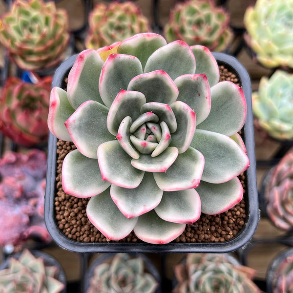 Echeveria Agavoides 'Indigo Ebony' Variegated 2" Succulent Plant Cutting