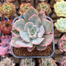 Echeveria 'Pink Harin' Variegated 2"-3" Succulent Plant Cutting