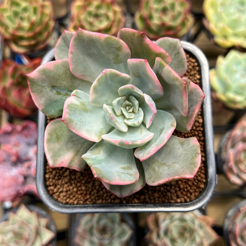 Echeveria 'Pink Harin' Variegated 2"-3" Succulent Plant Cutting