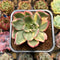 Echeveria Agavoides 'Le Blanc' Variegated 2"-3" Succulent Plant Cutting