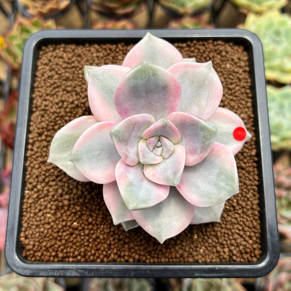 Graptopetalum 'Purple Delight' Variegated 3" Succulent Plant Cutting