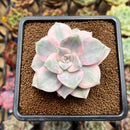 Graptopetalum 'Purple Delight' Variegated 3" Succulent Plant Cutting