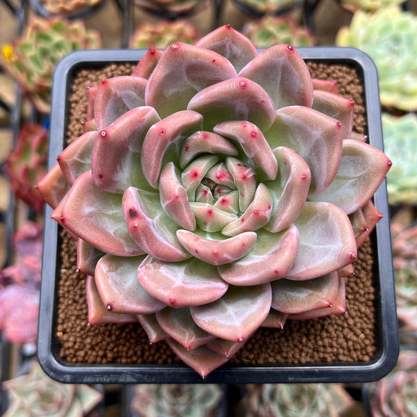 Echeveria 'Midnight Sun' (백야) 3"-4" Succulent Plant Cutting