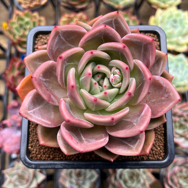 Echeveria 'Midnight Sun' (백야) 3"-4" Succulent Plant Cutting