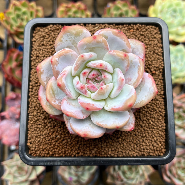 Echeveria 'Pink Seongyeong' 2"-3" Succulent Plant