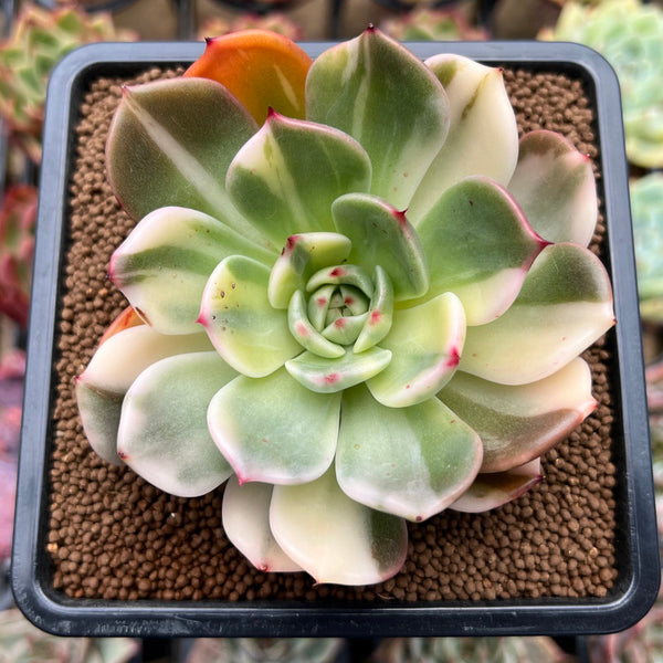 Echeveria Agavoides 'Star Boss' Variegated 3"-4" Succulent Plant Cutting