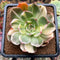 Echeveria Agavoides 'Star Boss' Variegated 3"-4" Succulent Plant Cutting