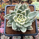 Echeveria Agavoides 'Agnes' Variegated 4" Succulent Plant Cutting