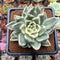 Echeveria Agavoides 'Agnes' Variegated 4" Succulent Plant Cutting