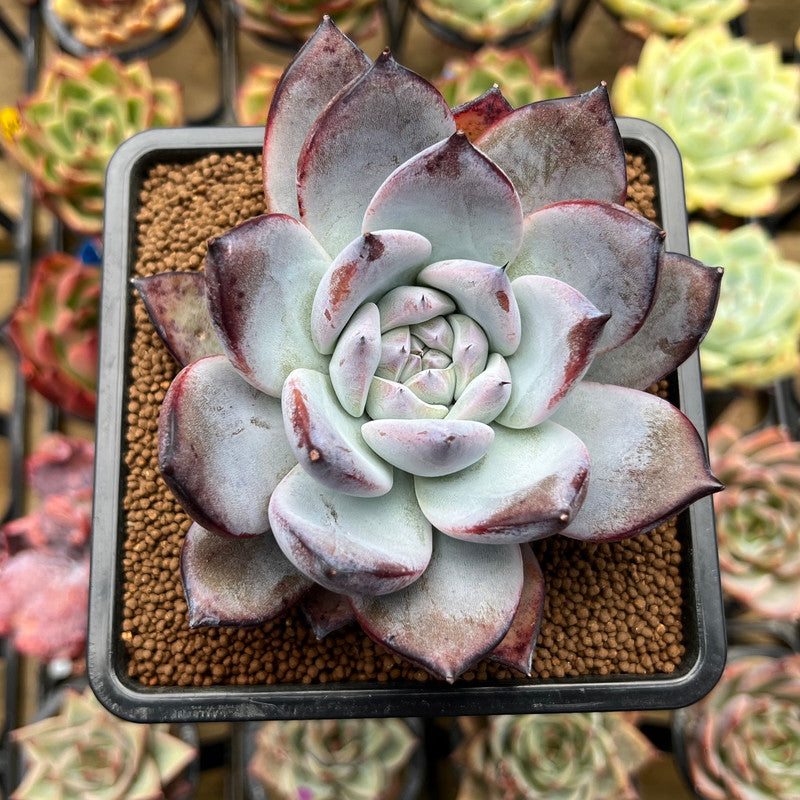 Echeveria 'Black Sabbath' 3"-4" Succulent Plant Cutting