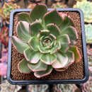 Echeveria Agavoides 'Star Boss' Variegated 3"-4" Succulent Plant Cutting