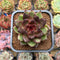 Echeveria 'Black Crystal' Hybrid 2" Succulent Plant Cutting