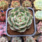 Echeveria 'Honey Bee' 2" New Hybrid Succulent Plant Cutting