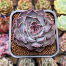 Echeveria 'Yasmin' 2" Succulent Plant Cutting