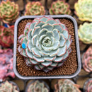 Echeveria sp. 2" Succulent Plant Cutting