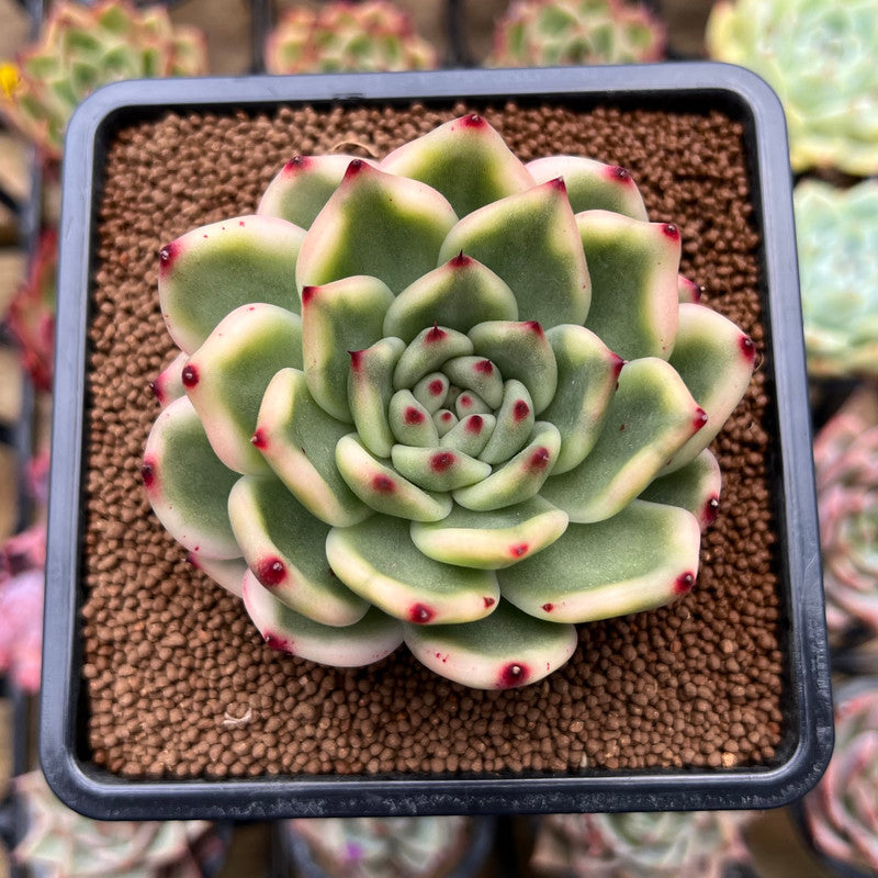 Echeveria Agavoides 'Morgain' Variegated 3" Succulent Plant Cutting