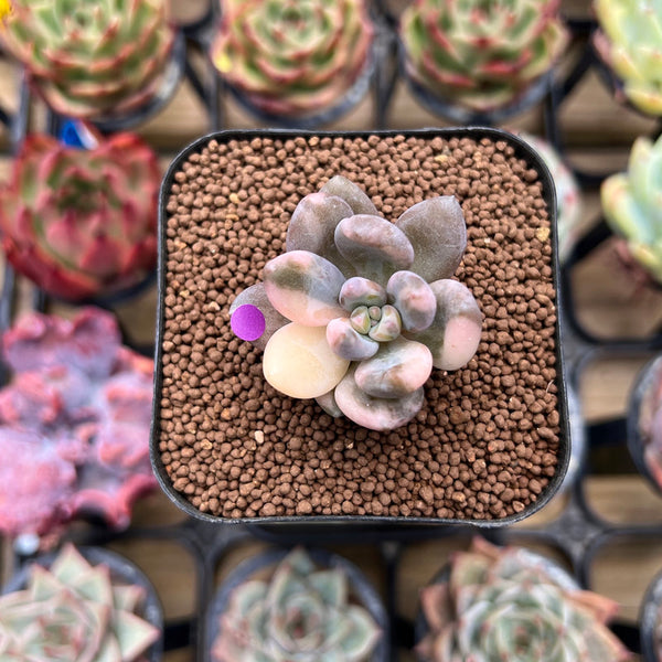 Pachyveria 'Blue Mist' 1" Succulent Plant Cutting