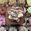 Pachyveria 'Blue Mist' 1" Succulent Plant Cutting