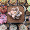 Pachyveria 'Blue Mist' 1" Succulent Plant Cutting