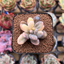 Pachyveria 'Blue Mist' 1" Succulent Plant Cutting