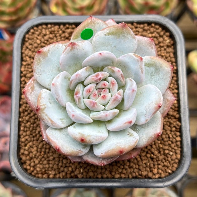 Echeveria 'Lotus' 2" Succulent Plant Cutting