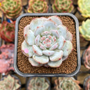 Echeveria 'Lotus' 2" Succulent Plant Cutting