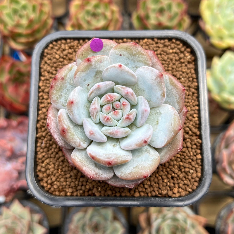 Echeveria 'Lotus' 2" Succulent Plant Cutting