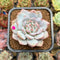 Echeveria 'Lotus' 2" Succulent Plant Cutting