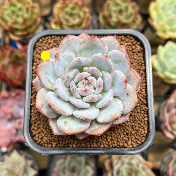 Echeveria 'Lotus' 2" Succulent Plant Cutting