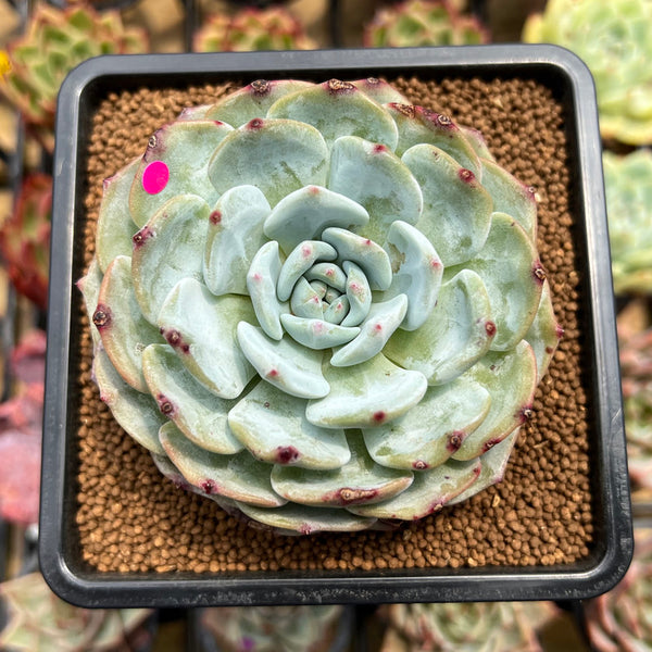 Echeveria 'Mont Blanc' 2"-3" Succulent Plant Cutting